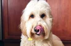 Pre-Biotic Pet Toothpastes