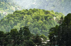 Tree-Tracking Platforms