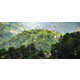 Tree-Tracking Platforms Image 1