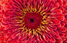 Sensorial Fragrance Decoders