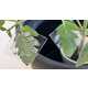 Plant Disease-Monitoring Patches Image 1