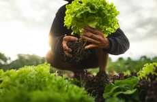 Sustainable Vertically Grown Lettuce